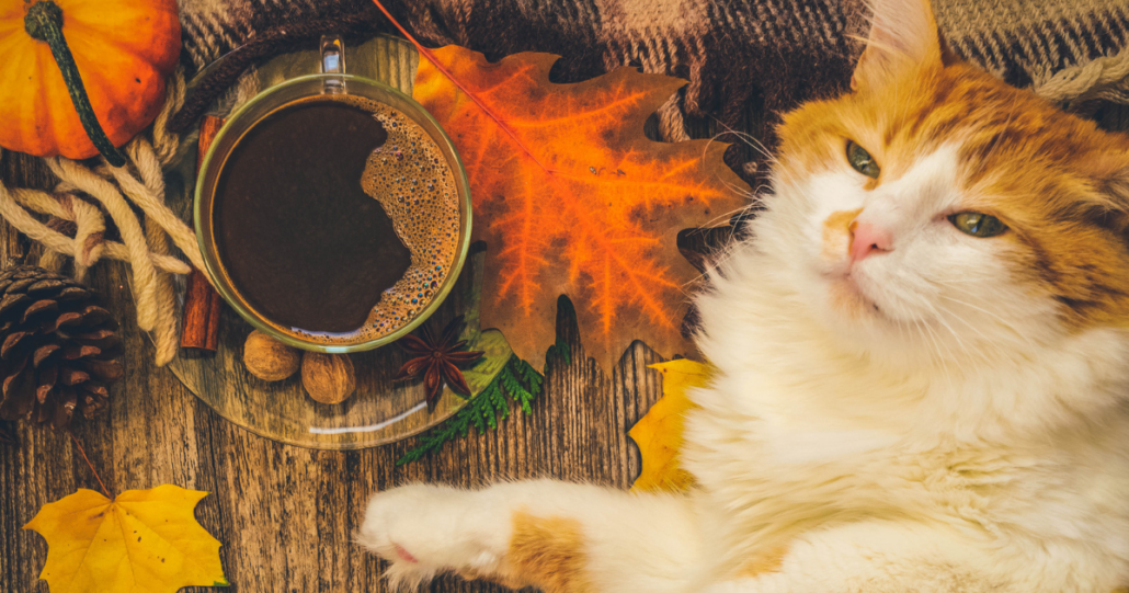 A cat laying by harvest decorations and a warm cup of coffee.